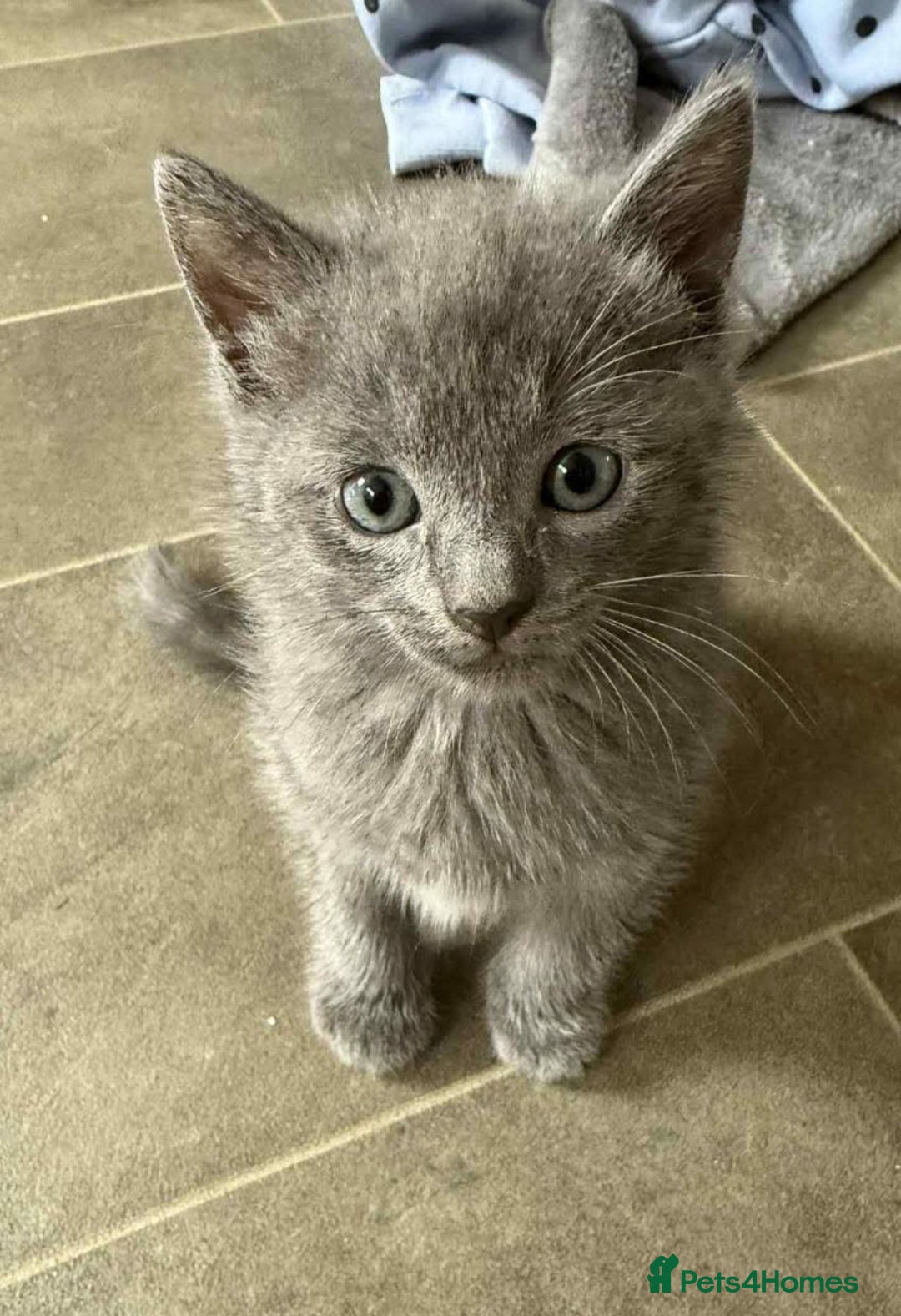 British Shorthair cats for sale: Kitten for sale - Image 1