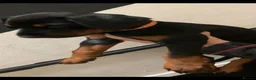 Dobermann dogs for sale: Royal KC Doberman puppies  - Advert 23