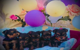 Yorkshire Terrier dogs for sale: Miniature Yorkshire terrier - Image 15