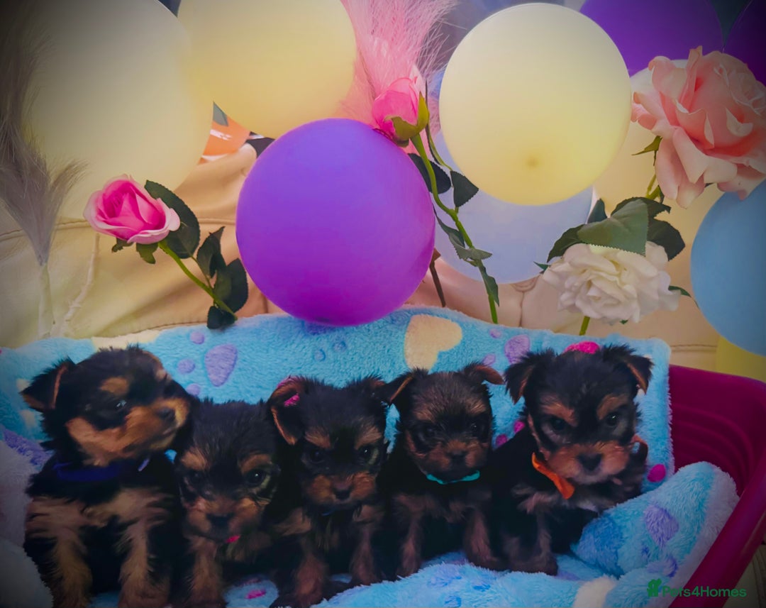 Yorkshire Terrier dogs for sale: Miniature Yorkshire terrier - Image 15