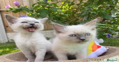 Ragdoll cats - Advert 15