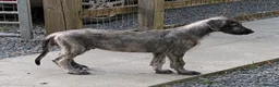 Irish Wolfhound dogs for sale: Irish Wolfhound puppies  - Advert 19