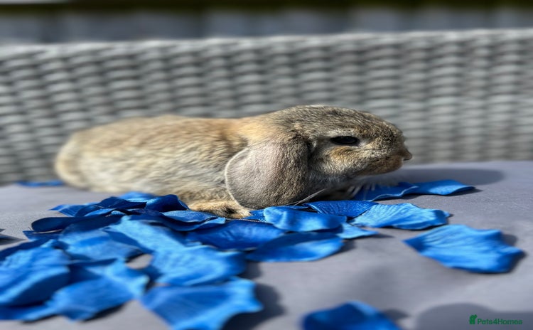 Mini Lop rabbits - Advert 3