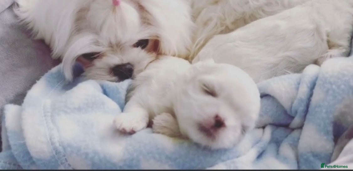 Maltese dogs ✨💫🌟Bambelina Maltese✨💫🌟Korean Maltese Puppies  - Advert 4