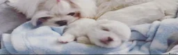 Maltese dogs for sale: ✨💫🌟Bambelina Maltese✨💫🌟Korean Maltese Puppies  - Advert 1