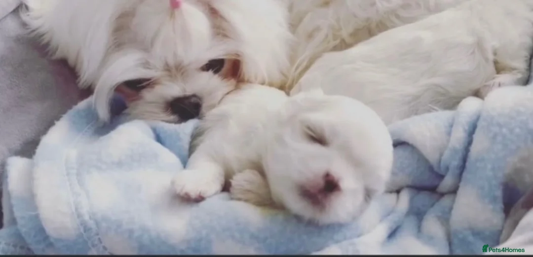 Maltese dogs for sale: ✨💫🌟Bambelina Maltese✨💫🌟Korean Maltese Puppies  - Advert 1