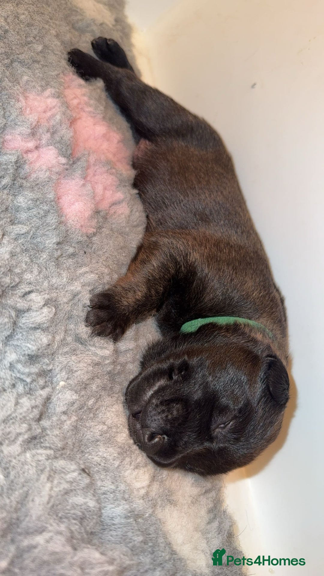 Belgian Shepherd Dog dogs for sale: Dutch Herder pups available!!  - Advert 2