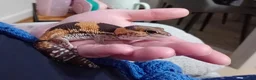 Gecko reptiles for sale: African fat tail gecko plus full set up in Poole - Advert 12