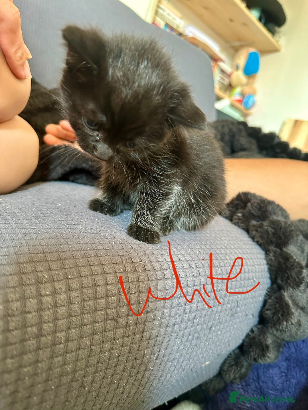 American Shorthair cats for sale: Gorgeous tabby and black kittens - Image 2