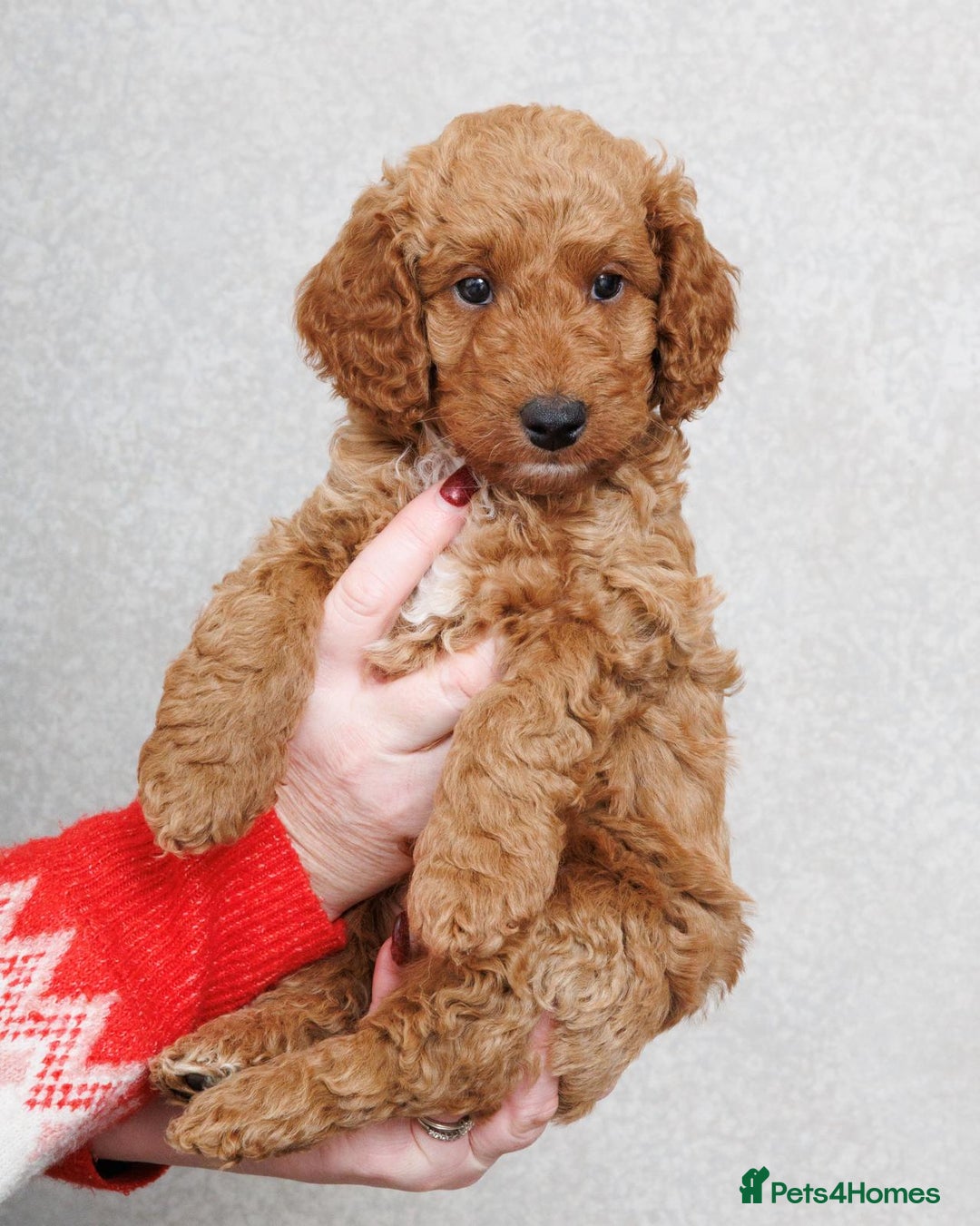 Cockapoo dogs for sale: Beautiful Cockapoo, looking for his forever home.  - Advert 2