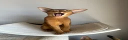 Abyssinian cats for sale: Adorable Abyssinian kittens - Advert 10