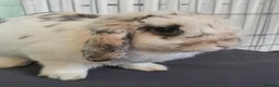 English Spot rabbits for sale: Neutred beautiful boy looking gor his forever home - Advert 24