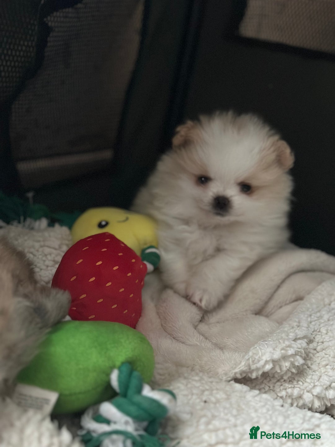 Pomeranian dogs for sale: KC Reg Pomeranian Girls - Image 17