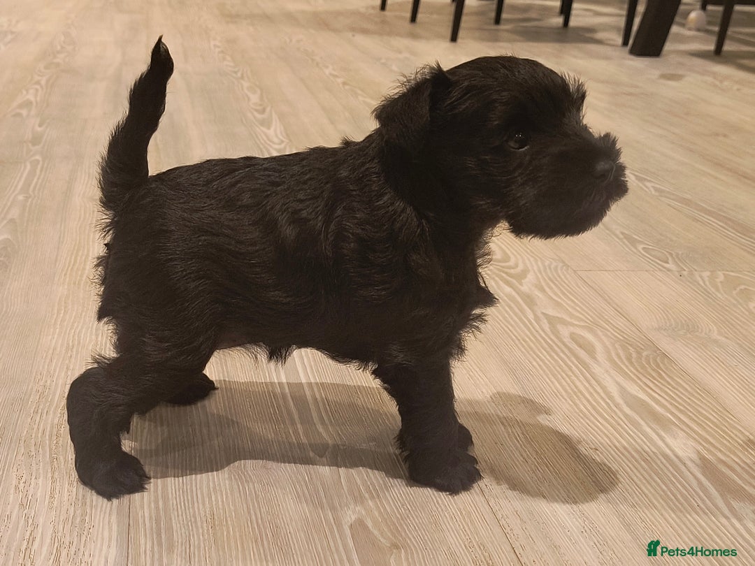 Miniature Schnauzer dogs for sale: Black Miniature Schnauzer Puppy – Girl Available - Advert 2