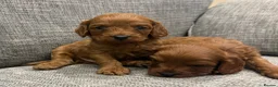 Cavapoo dogs for sale: Health clear F1 Cavapoo boys - Advert 14
