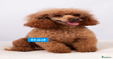 Cockapoo dogs - Advert 9