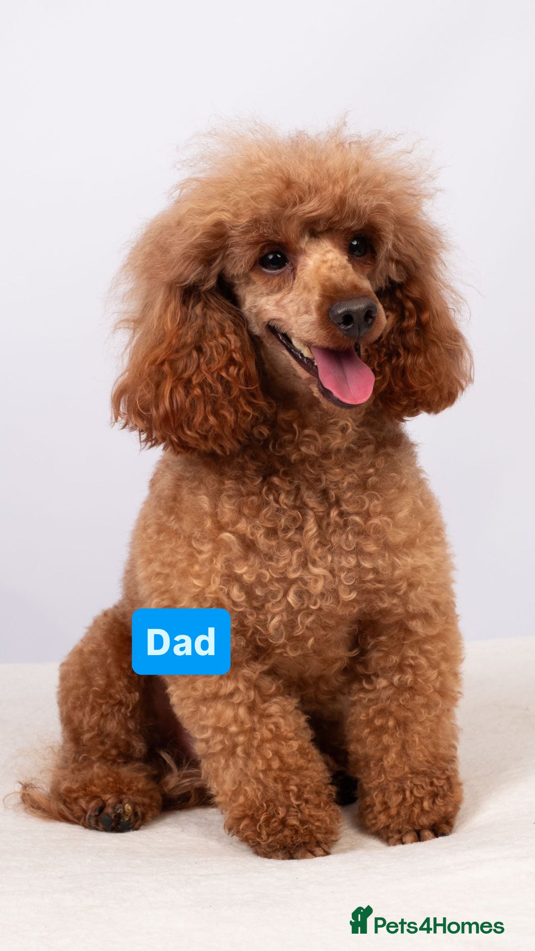Cockapoo dogs for sale: FOX RED COCKAPOOS ⭐️⭐️ - Image 2