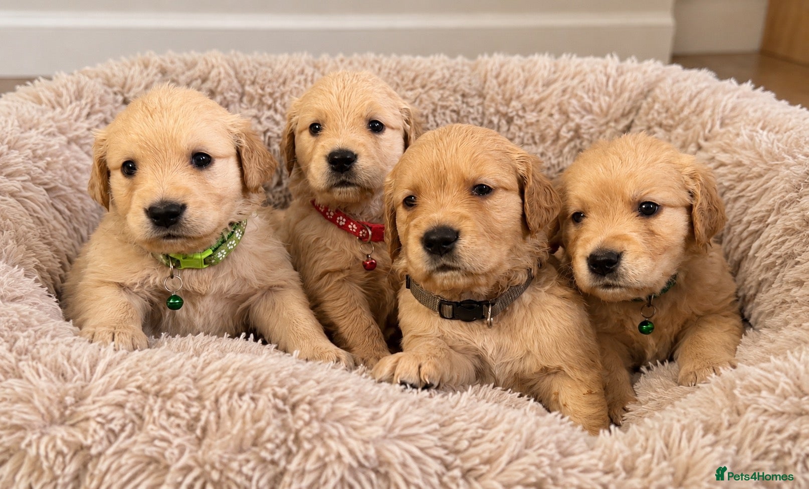 Golden Retriever dogs 🌟4 strong boys left out of a stunning litter!! - Advert 11