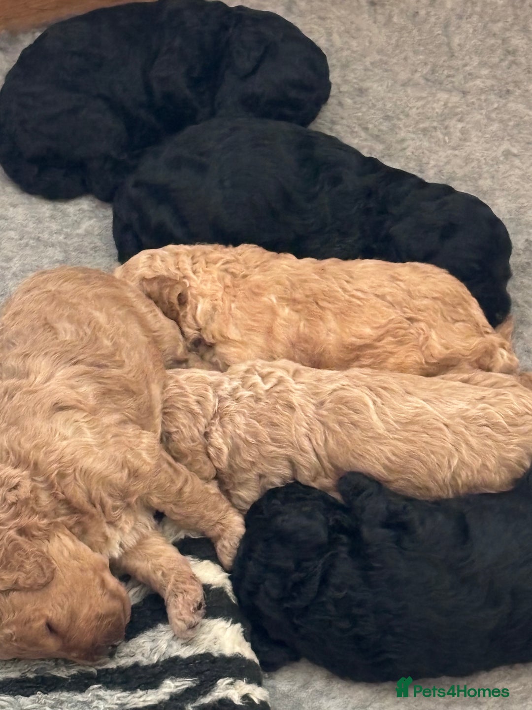 Sproodle dogs for sale: Gorgeous Sproodle F1b puppies - Advert 14
