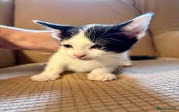 Mixed Breed cats for sale: Adorable mixed breed kittens in Kent! - Image 9