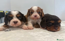 Cavalier King Charles Spaniel dogs for sale: BOYS chocolate cavaliers 🐶🍫 - Image 12