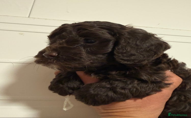 Cockapoo dogs Merle & Chocolate Cockapoo puppies - Advert 3