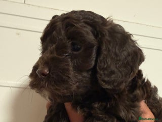 Cockapoo dogs Merle & Chocolate Cockapoo puppies - Advert 13