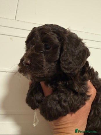 Cockapoo dogs Merle & Chocolate Cockapoo puppies - Advert 3