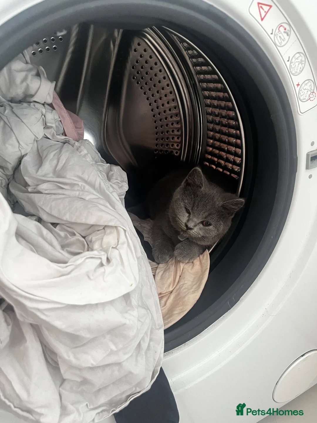 British Shorthair cats for sale: 2 last GCCF lovely little kittens looking for home - Advert 15