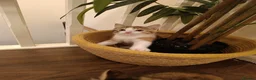 Mixed Breed cats for sale: 2 female kittens for sale - Advert 8