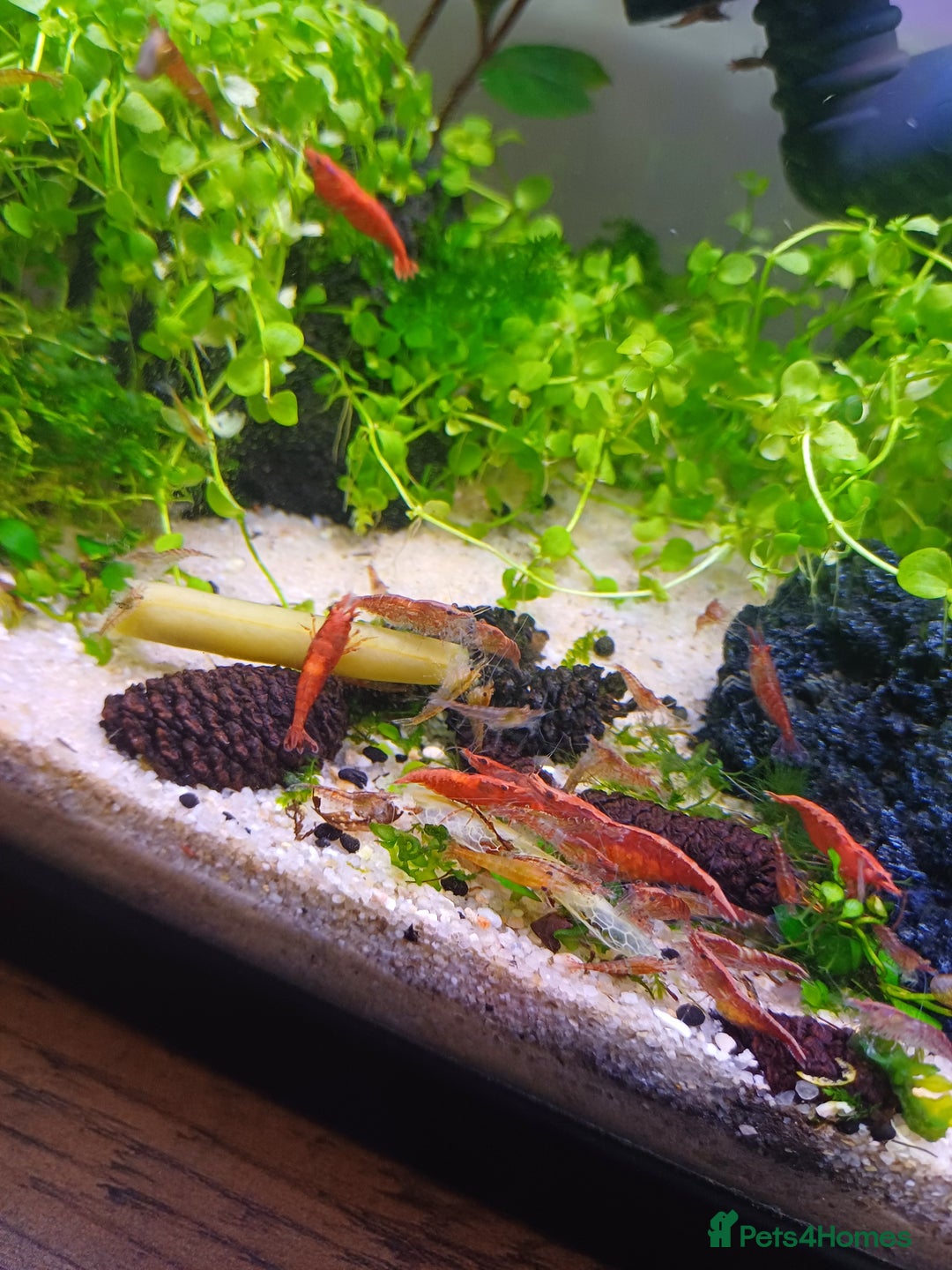 Shrimps fish for sale: Cherry shrimp/ Neocaridina  - Image 1