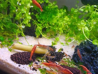 Shrimps fish - Advert 3