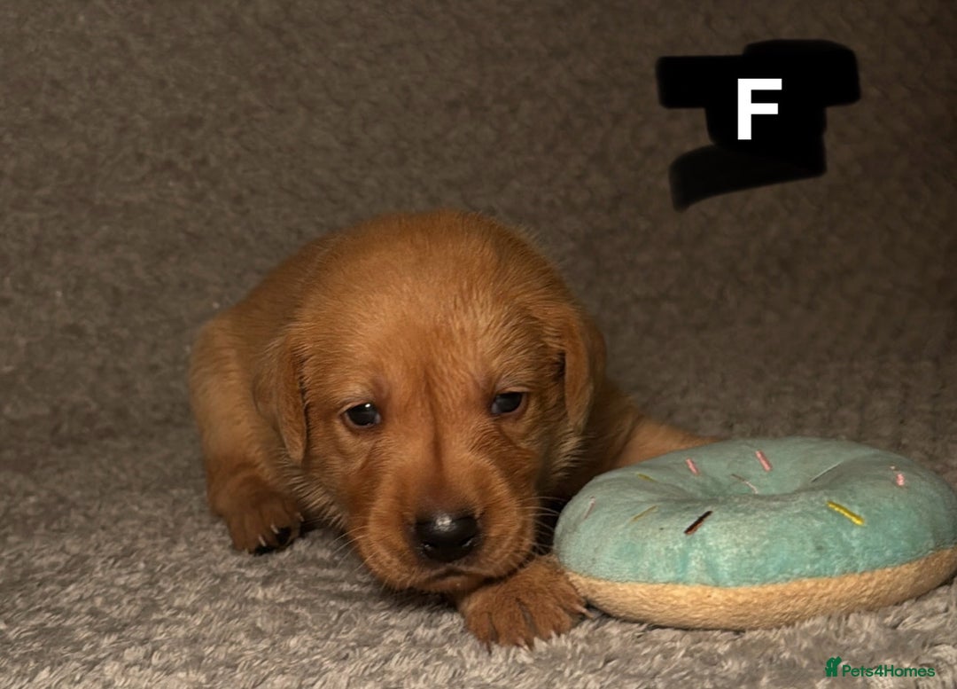 Labrador Retriever dogs for sale: Labrador Retriever Puppies - Raised in Family Home - Advert 37