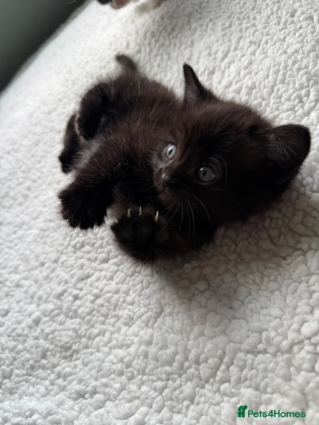 British Shorthair cats for sale: Beautiful Ragdoll x British Shorthair kittens  - Advert 12