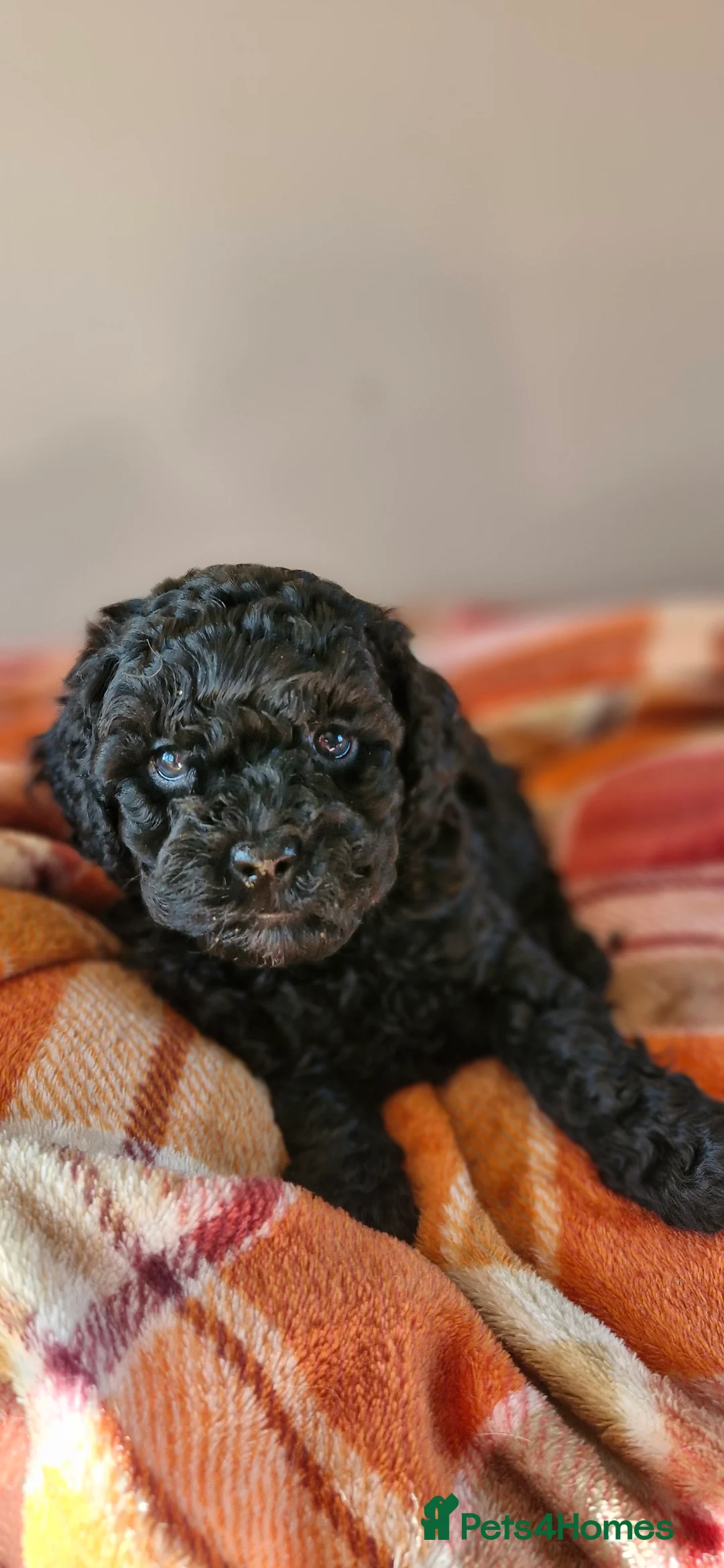 Poodle dogs for stud: Merle black & silver poodle for stud only .  in Lincoln - Advert 14