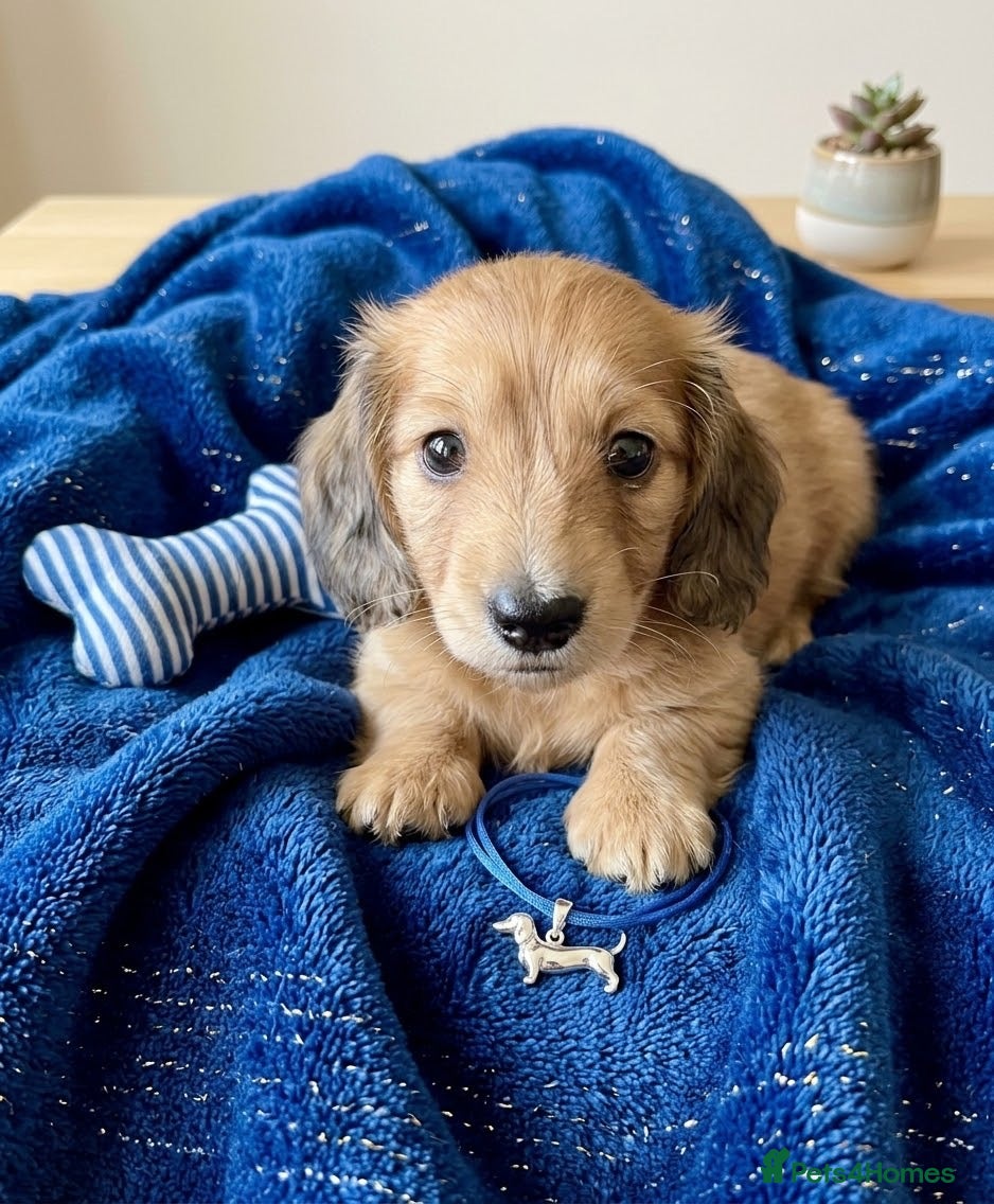 Dachshund dogs Long-haired RKC reg. mini dachshund  - Advert 11