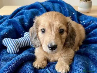 Dachshund dogs Long-haired RKC reg. mini dachshund - Advert 11