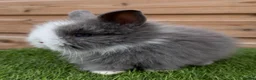 Lionhead rabbits for sale: Beautifully Bred Double Mane Lionhead Bunnies  - Advert 5
