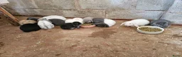 Mini Lop rabbits for sale: 🐰 Mini Lop Rabbits for Sale 🐰 - Advert 5