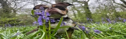 Old Tyme Bulldog dogs for sale: LAST TWO OLD TYME BULLDOG  - Advert 11