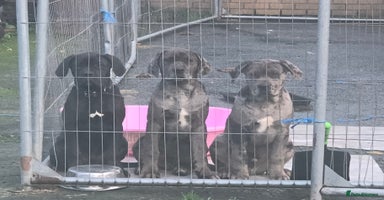 Mixed Breed dogs - Advert 8