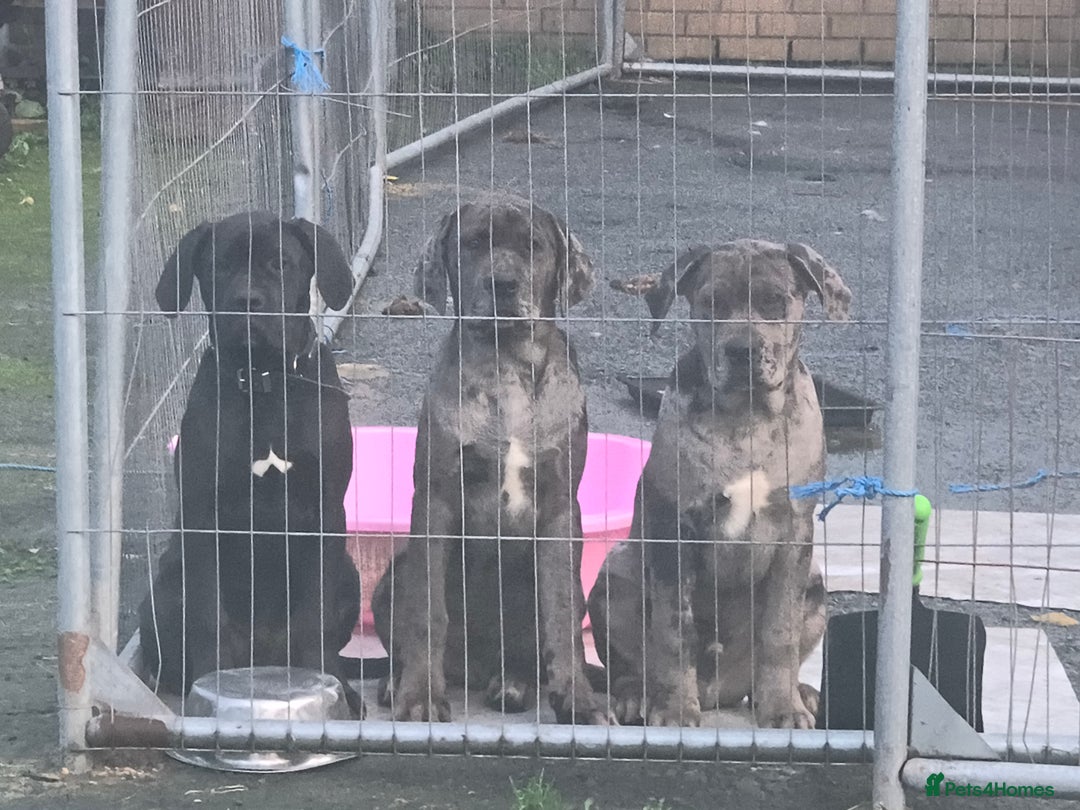 Mixed Breed dogs for sale: Harlequin cane corso X American bulldogge - Advert 3