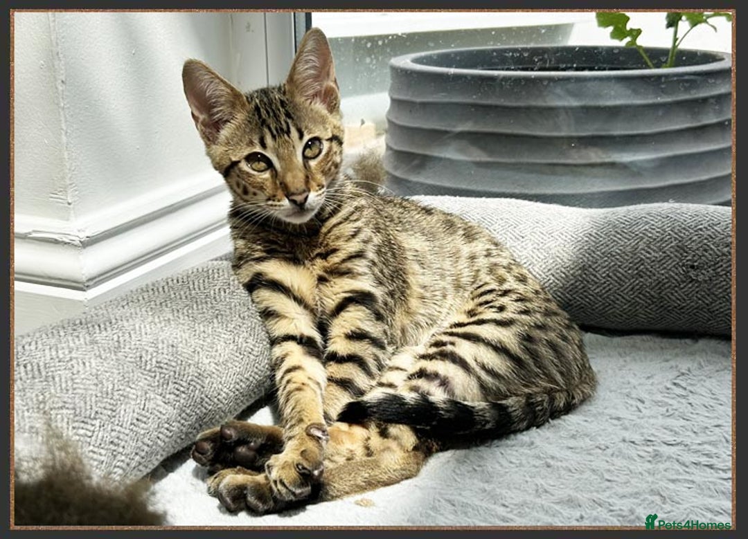 Savannah cats for sale: Ready to go F5 SBT Savannah kittens in Bingley - Image 13