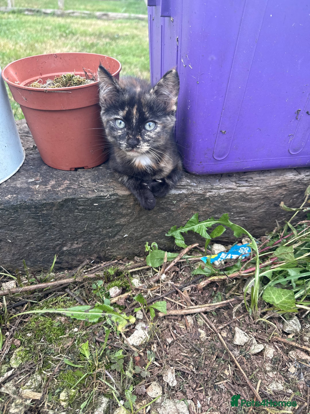 Mixed Breed cats for sale: Beautiful long haired kittens - Image 2