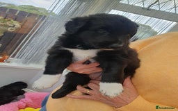 Mixed Breed dogs for sale: German Shepherd x collie - Image 12