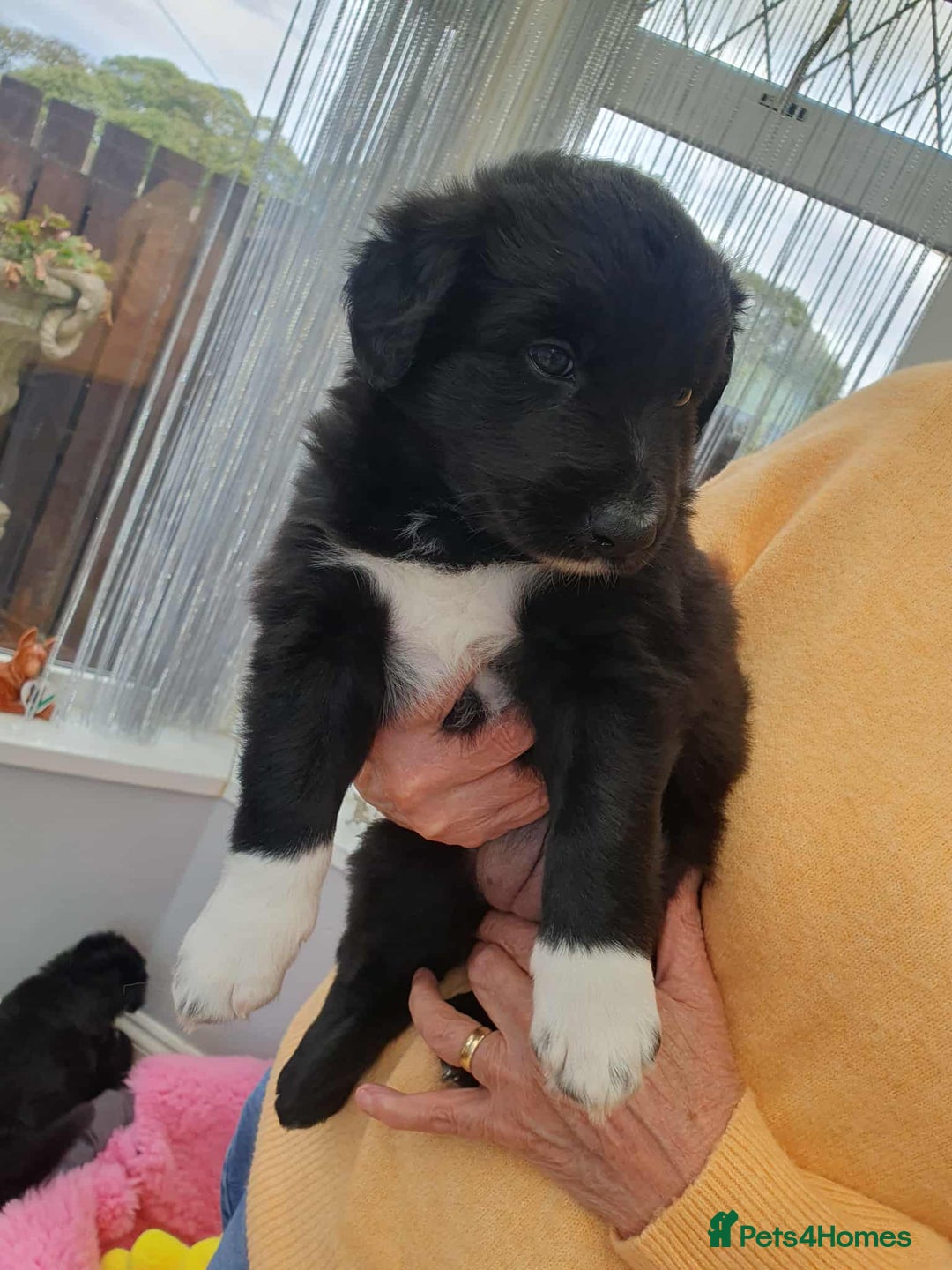 Mixed Breed dogs for sale: German Shepherd x collie - Image 12