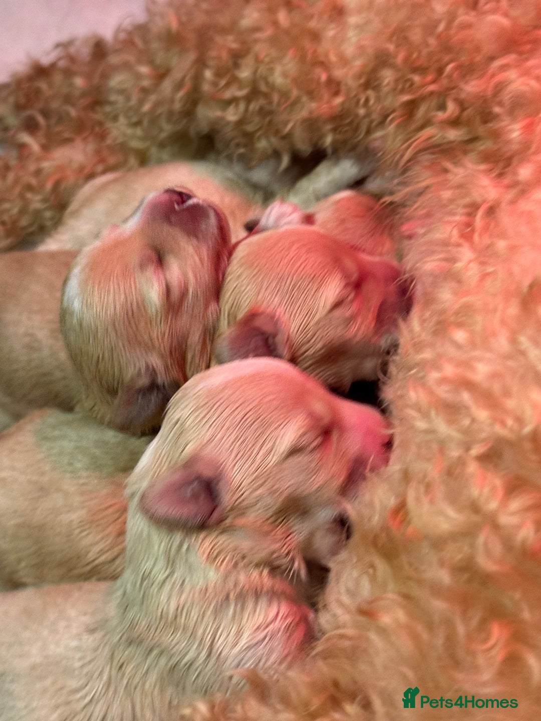 Maltipoo dogs for sale: Tiny Fluffy Bundles of Joy – Ready Mid-January! - Advert 5