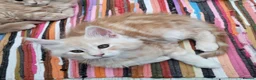 Maine Coon cats for sale:  Male Maine coon kittens for sale - Advert 14
