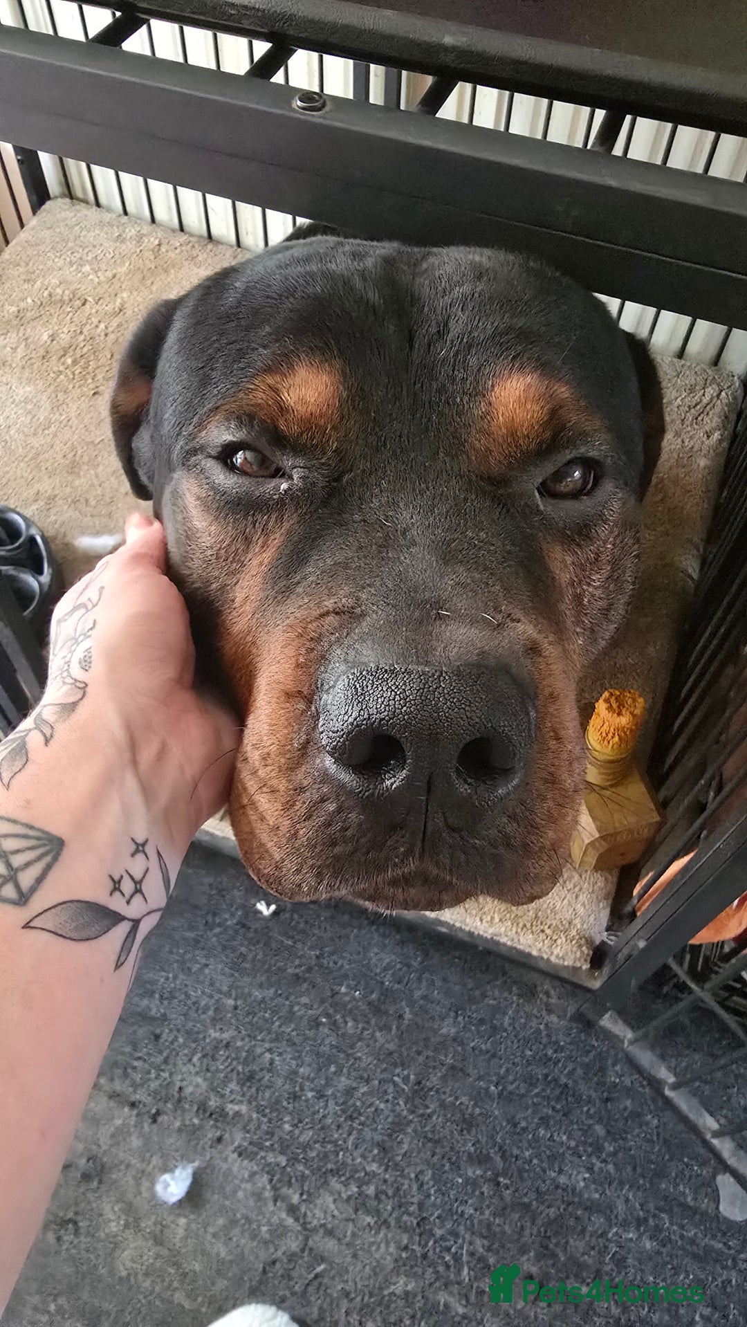 Mixed Breed dogs for sale: Gorgeous Rottweiler/Mastiff - Advert 5