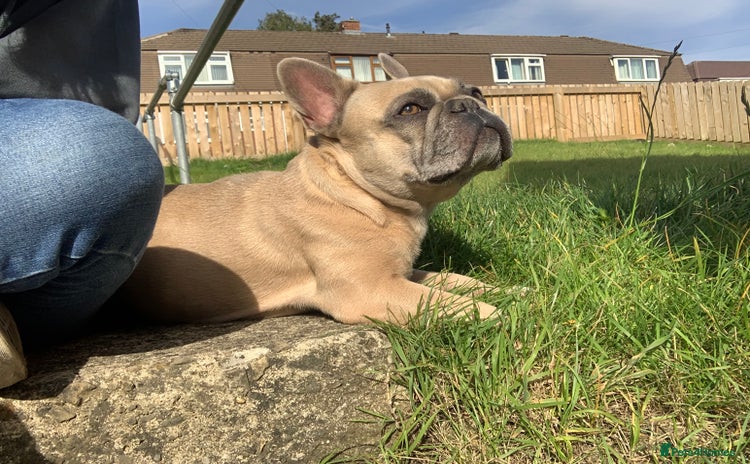 French Bulldog dogs - Advert 5